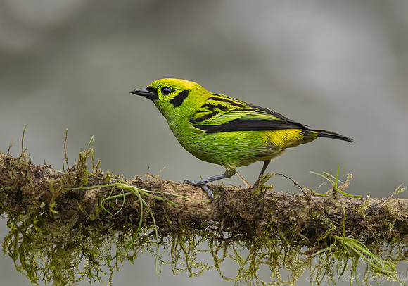 588 Emerald tanager (Tangara florida) - Costa Rica