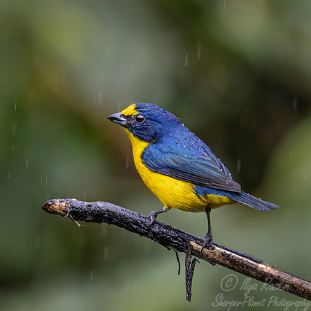 593 Yellow-throated Euphonia (Euphonia hirundinacea) - Costa Rica
