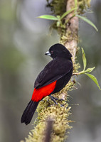 2026-03 Costa Rica
