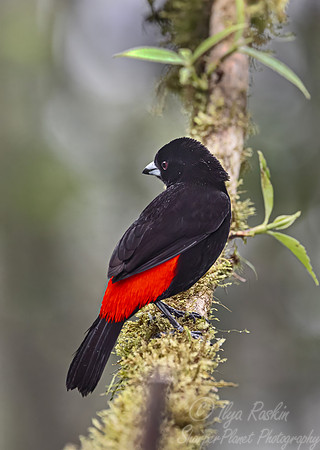 592 Scarlet-rumped Tanager male (Ramphocelus passerinii) - Costa Rica