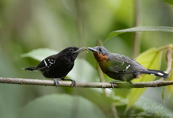 594 Dot-winged antwrens (Microrhopias quixensis) - Costa Rica
