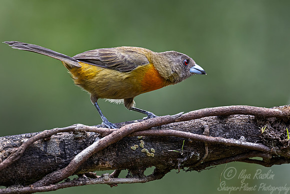 591 Scarlet-rumped tanager female (Ramphocelus passerinii) - Costa Rica