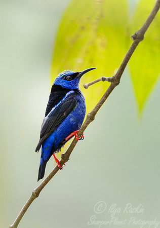 597 Red-legged honeycreeper (Cyanerpes cyaneus) - Costa Rica