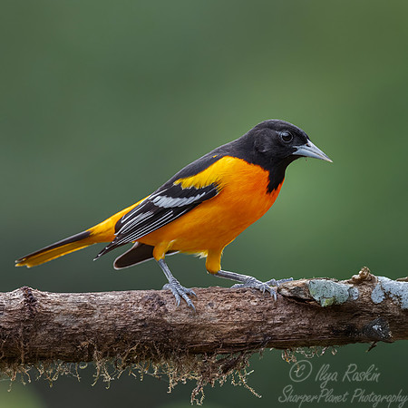 596 Baltimore oriole (Icterus galbula) - Costa Rica