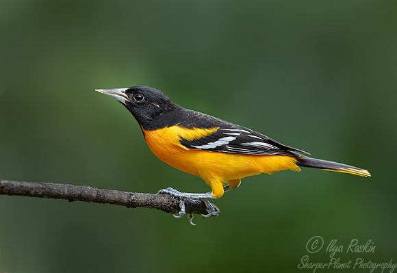 595 Baltimore oriole (Icterus galbula) - Costa Rica