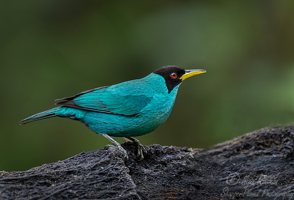 598 Green honeycreeper (Chlorophanes spiza) - Costa Rica