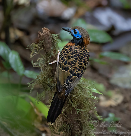 600 Ocellated antbird (Phaenostictus mcleannani) - Costa Rica