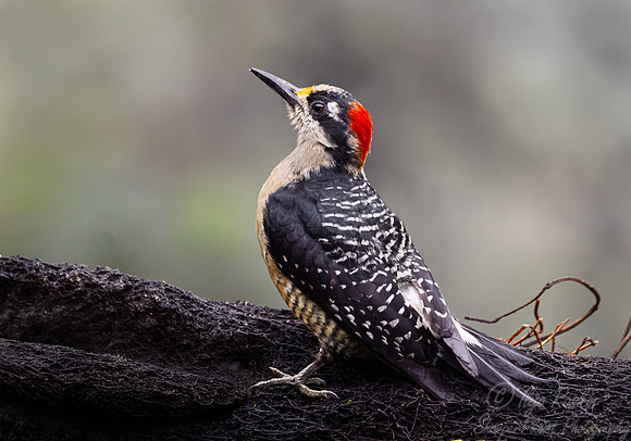 599 Black-cheeked Woodpecker (Melanerpes pucherani) - Costa Rica