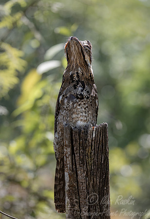 601 Common potoo (Nyctibius griseus) - Costa Rica