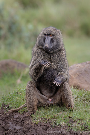 274 Olive Baboon (Papio anubis) - Kenya