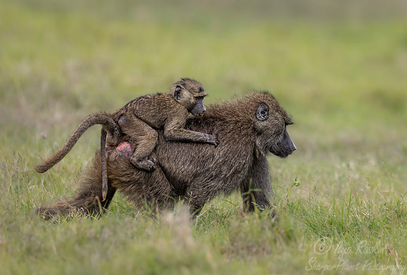 273 Olive baboons (Papio anubis) - Kenya