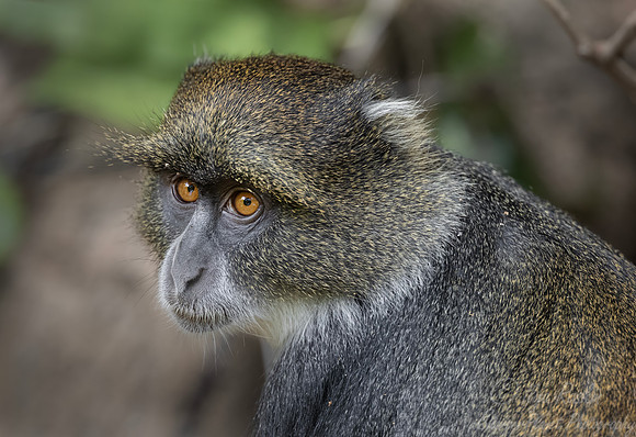 278 Sykes monkey or blue monkey (Cercopithecus mitis albogularis) - Kenya