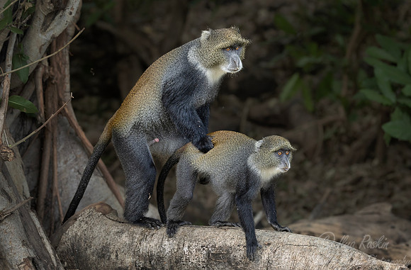 277 Sykes monkey or blue monkey (Cercopithecus mitis albogularis) - Kenya