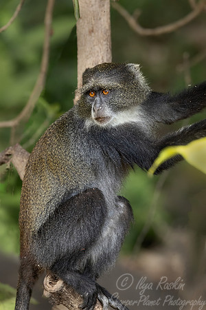 275 Sykes monkey or blue monkey (Cercopithecus mitis albogularis) - Kenya