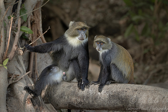 276 Sykes monkeys or blue monkey (Cercopithecus mitis albogularis) - Kenya