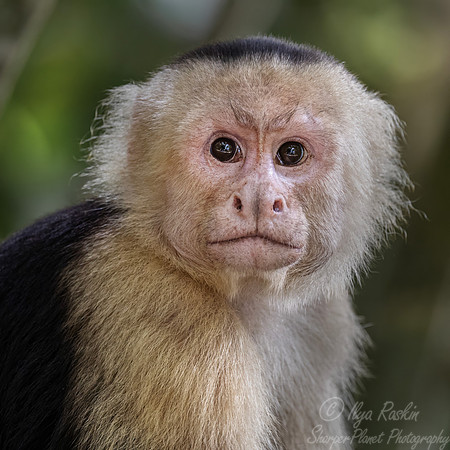 280 White-faced capuchin monkey (Cebus imitator) - Costa Rica