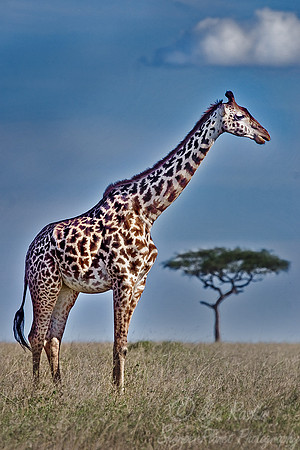 065_Giraffe_Kenya
