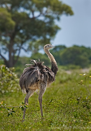 010 Greater rhea - Pantanal_Brazil