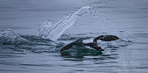 098 Black guillemot (Cepphus grylle) - Svalbard