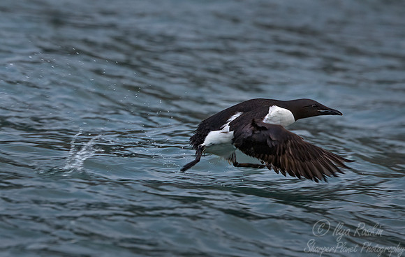 097 Black guillemot (Cepphus grylle) - Svalbard