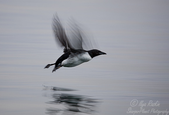 096 Black guillemot (Cepphus grylle) - Svalbard