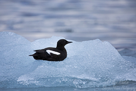 095 Black guillemot (Cepphus grylle) - Svalbard