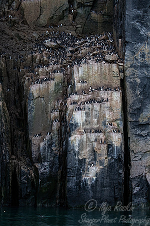 099 Black guillemots (Cepphus grylle) - Svalbard