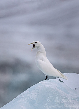 315 Ivory gull (Pagophila eburnea) - Svalbard
