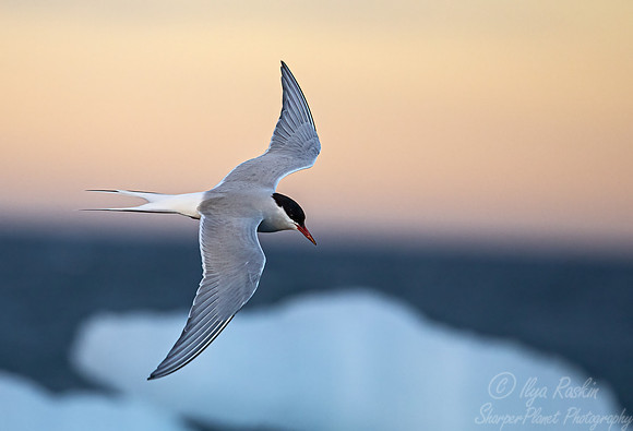 316 Arctic tern (Sterna paradisaea) - Svalbard