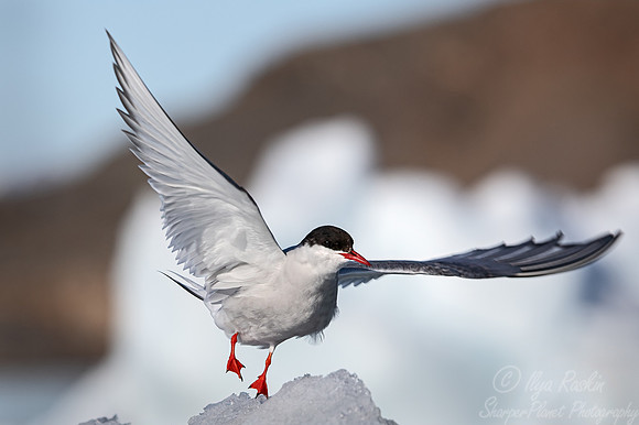 317 Arctic tern (Sterna paradisaea) - Svalbard