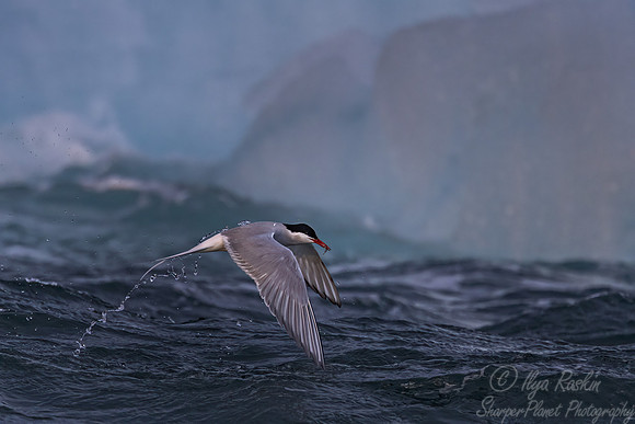 319 Arctic tern (Sterna paradisaea) - Svalbard