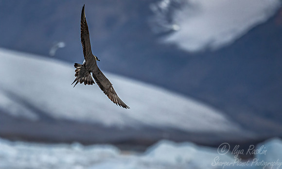 321 Arctic skua or Parasitic jaeger (Stercorarius parasiticus) - Svalbard
