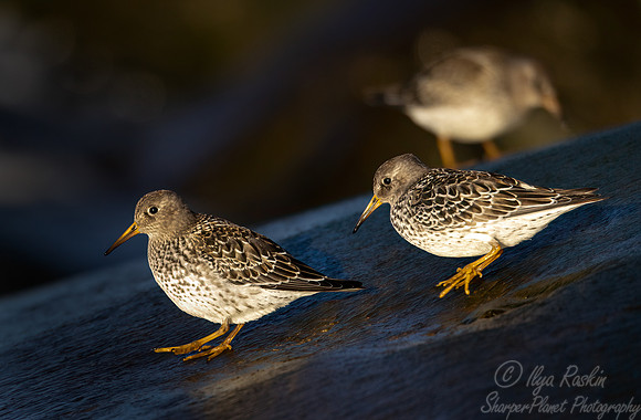 322 Purple sandpipers (Calidris maritima) - Svalbard