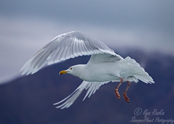309 Glaucous gull (Larus hyperboreus) - Svalbard
