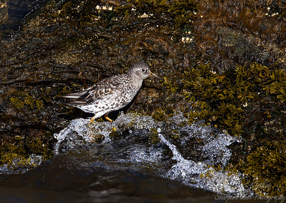 323 Purple sandpiper (Calidris maritima) - Svalbard