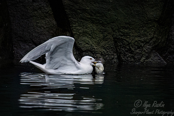 310 Glaucous gull (Larus hyperboreus) with Brünnich's Guillemot chick - Svalbard