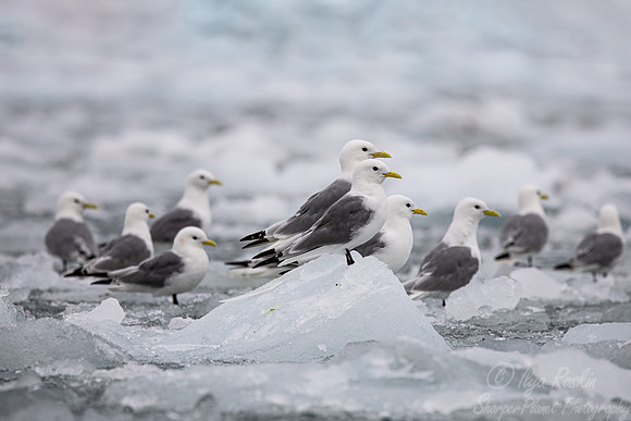 311 Black-legged kittiwake (Rissa tridactyla) - Svalbard