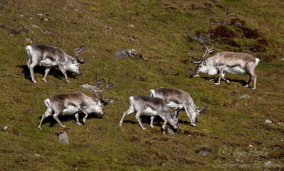 235 Svalbard Reindeer (Rangifer tarandus) - Svalbard