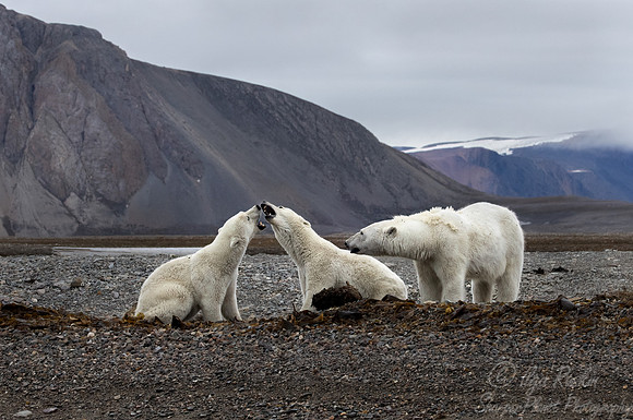 398 Polar bears (Ursus maritimus) - Svalbard