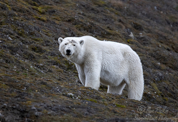 395 Polar bear (Ursus maritimus) - Svalbard