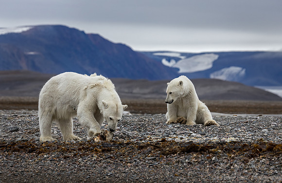 402 Polar bears (Ursus maritimus) - Svalbard