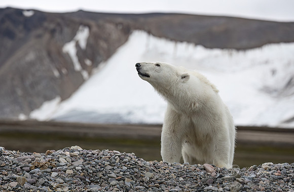 405 Polar bear (Ursus maritimus) - Svalbard