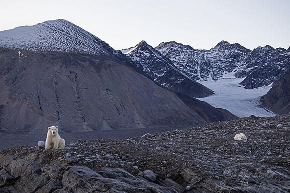 407 Polar bears (Ursus maritimus) - Svalbard