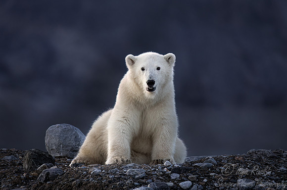408 Polar bear (Ursus maritimus) - Svalbard