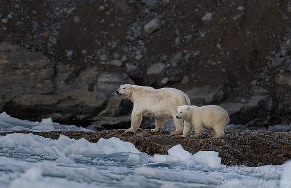 411 Polar bear (Ursus maritimus) - Svalbard