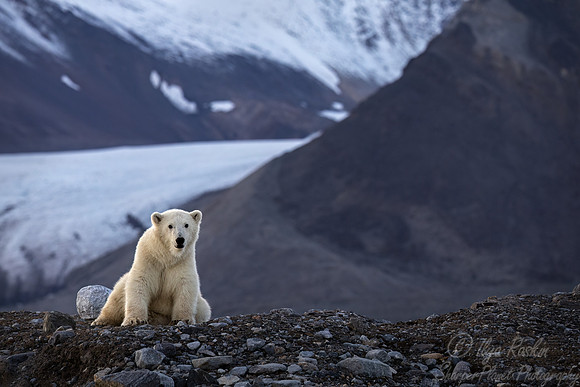 409 Polar bear (Ursus maritimus) - Svalbard