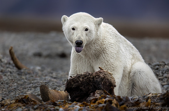 410 Polar bear (Ursus maritimus) - Svalbard