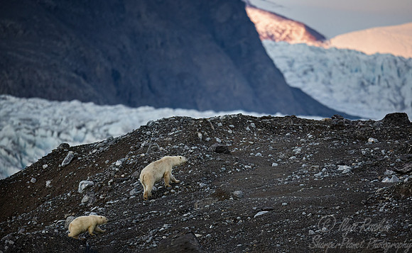 412 Polar bears (Ursus maritimus) - Svalbard