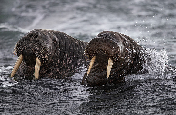 207 Walruses (Odobenus rosmarus) - Svalbard