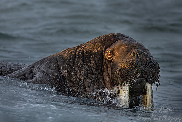 206 Walrus (Odobenus rosmarus) - Svalbard